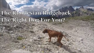 The Rhodesian Ridgeback  The Right Dog For You [upl. by Kape]