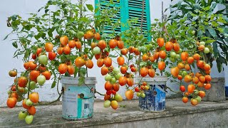 Method of growing tomatoes in plastic containers growing tomatoes with many fruits using bananas [upl. by Sheila791]