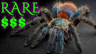 Top 10 Most Expensive and RARE Tarantulas  Fancy Spiders [upl. by Sadick454]