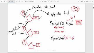 NUCLEIC ACIDSEXAM QUESTIONS [upl. by Akirahs326]