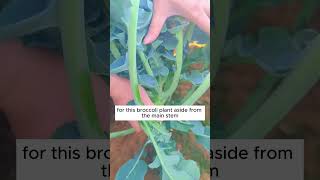 Tips to grow broccoli shorts plantingtips [upl. by Norton]