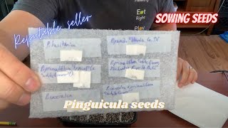 Seeds  How to Plant Pinguicula Seeds  Sowing Pinguicula aka Butterwort Seeds 2nd try [upl. by Kato461]