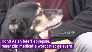 Hond Aslan heeft epilepsie maar zijn medicijn wordt niet geleverd [upl. by Neelhtac]