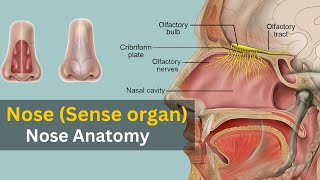 Nose anatomy and physiology Working of nose Nose as sense organ Nose anatomy animation [upl. by Harold]