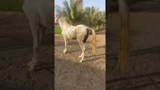 laminitis in horse [upl. by Launcelot230]