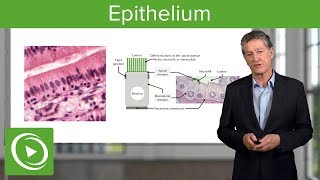 Epithelium – Histology  Lecturio [upl. by Holladay342]