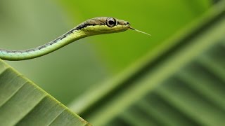 BRONZE BACK COMMON TREE SNAKE IN MYSORE ZOO [upl. by Harri]