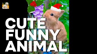 WOW❤️BEST❤️Funny❤️So Cute Animals Video  Amazing Pet Animal and Wild Animal Show❤️ [upl. by Hammel941]