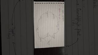 Haplontic life cycle of algae l life cycle of algae BSc 1st sem l algae [upl. by Reynard]