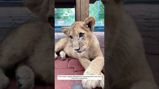 The forest ranger adopted an orphaned lion cub and then this happened animalshorts [upl. by Hillie]