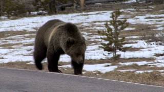 Grizzly Bear Encounters [upl. by Eatnahs846]