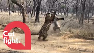 Watch these two tiger sisters fight in a fierce battle for territory  SWNS [upl. by Wenn982]