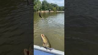 Mudfish plentiful in Savannah river mudfish [upl. by Ahsahtan722]