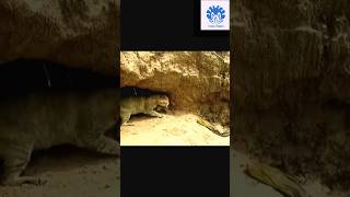 Cat saving babies from python 😱😱  💥💥 Wonderful Animal Kingdom 143 💥💥 cat animals python [upl. by Beau288]