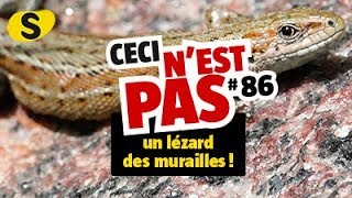 Ceci nest pas un lézard des murailles 86 [upl. by Eniaral]