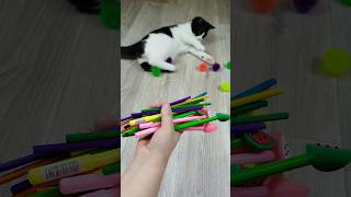 Funny Cat Vasj Balls 🔴🖍 Reverse Video reversevideo funny cat [upl. by Alard]