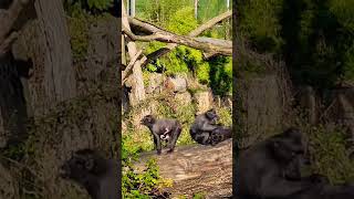 Sulawesi Crested Macaque of Planckendael ZOO Mechelen Belgium Please subscribe thanks😃belgium [upl. by Ahcarb]