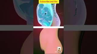 Babys Moments inside the womb 3D Animation fetalmovement shorts short [upl. by Newton]