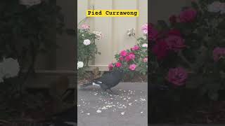 Pied Currawong in our backyard [upl. by Wallis]