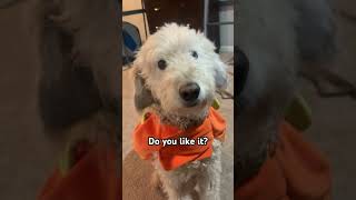 Mr Darcy’s pumpkin costume aww halloween dog puppy cutedog youtube fpy viralvideo [upl. by Neomah]