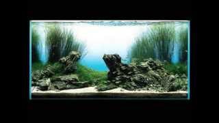 Film Takashi Amano aquarium aquascaping [upl. by Assyli]