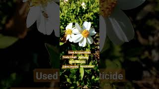 Oxeye Daisy Edible amp Medicinal [upl. by Eskill793]