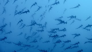 Malpelo the island of the Hammerhead sharks The film 4K [upl. by Ataymik]