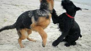 Giant Schnauzer and German Shepherd puppies playing [upl. by Nikal]