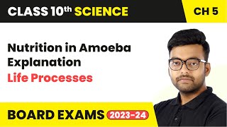 Nutrition in Amoeba Explanation  Life Processes  Class 10 Science Chapter 5 [upl. by Shellans]