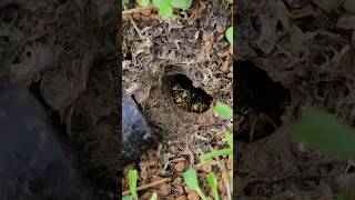 Angry and AGGRESSIVE Yellow Jacket Ground nest hornetking wasp sting [upl. by Leahcim]