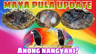 Update sa Chestnut Munia Maya Pula pispis birds lonchuraatricapilla [upl. by Oah]