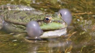 Marsh Frogs [upl. by Nodarse]