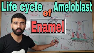 Enamel 2 quot Life cycle of ameloblast amp amelogenesisquot  oral histology [upl. by Noah]