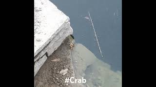 Crab scientific name is Brachyura crabview nature केकड़ा [upl. by Ovid]