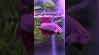 Essential Betta Fish Care  shorts [upl. by Duffie]