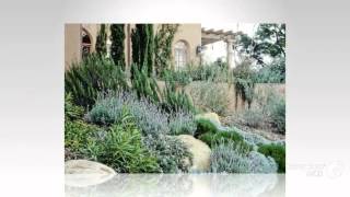 Santolina  garden plants [upl. by Aihseit]