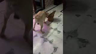 भाई खाता क्या हैdogs funnyanimal labrador funnydoglover [upl. by Shelba741]