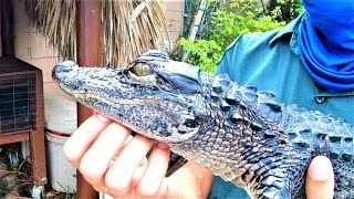 Coopertown The Original Airboat Tour  The Everglades National Park  Miami Florida USA [upl. by Attenrad]