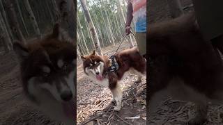 Siberian Husky Adventure Under the Moon Forest by the Lake hyderabadpetlovers [upl. by Innis54]