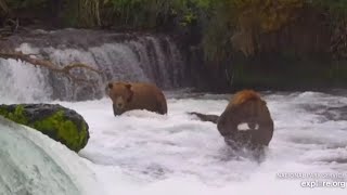 Katmai Brooks Falls Bear 747 caught a fish and run with it 08222024 [upl. by Pappas]