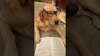 dog cute funny trending shortvideos [upl. by Yahiya]