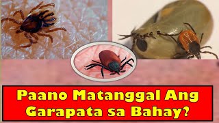 Mga paraan para mapuksa ang mga garapata sa bahay [upl. by Mildrid]