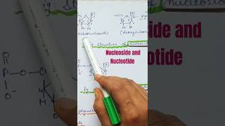 Nucleoside and nucleotide shorts molecularbasisofinheritance [upl. by Gottlieb62]