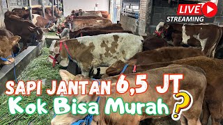 Sapi Jantan 65 jt aja yuk spil sapi lainnya yang Superan [upl. by Chappie328]