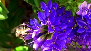 Four banded Flower Bee  Anthophora quadrimaculata [upl. by Retha430]