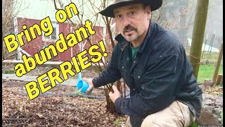 How and when to fertilize blueberry bushes [upl. by Geraint]