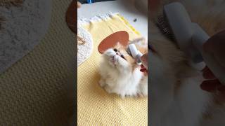 Does slicker brush suit for Persian cat aumuca cat catvideos persiancat [upl. by Ariana]