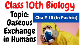 Gaseous exchange in humans  Class 10 biology  Chapter 10  Home of biology [upl. by Ferro]