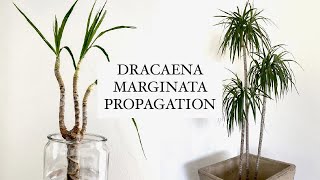 HOW I propagate amp shape my Dracaena Marginata [upl. by Terriss]