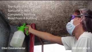 How to Remove Black Mold in Attics KalkaskaBlack Mold Remediation and Removal Novi [upl. by Ayyn]